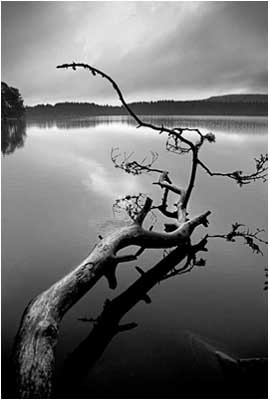 Fallen Tree - Loch Garten.